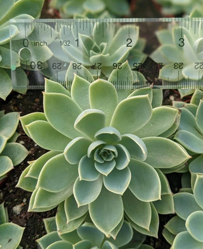 2" Echeveria Jumbo Assortment